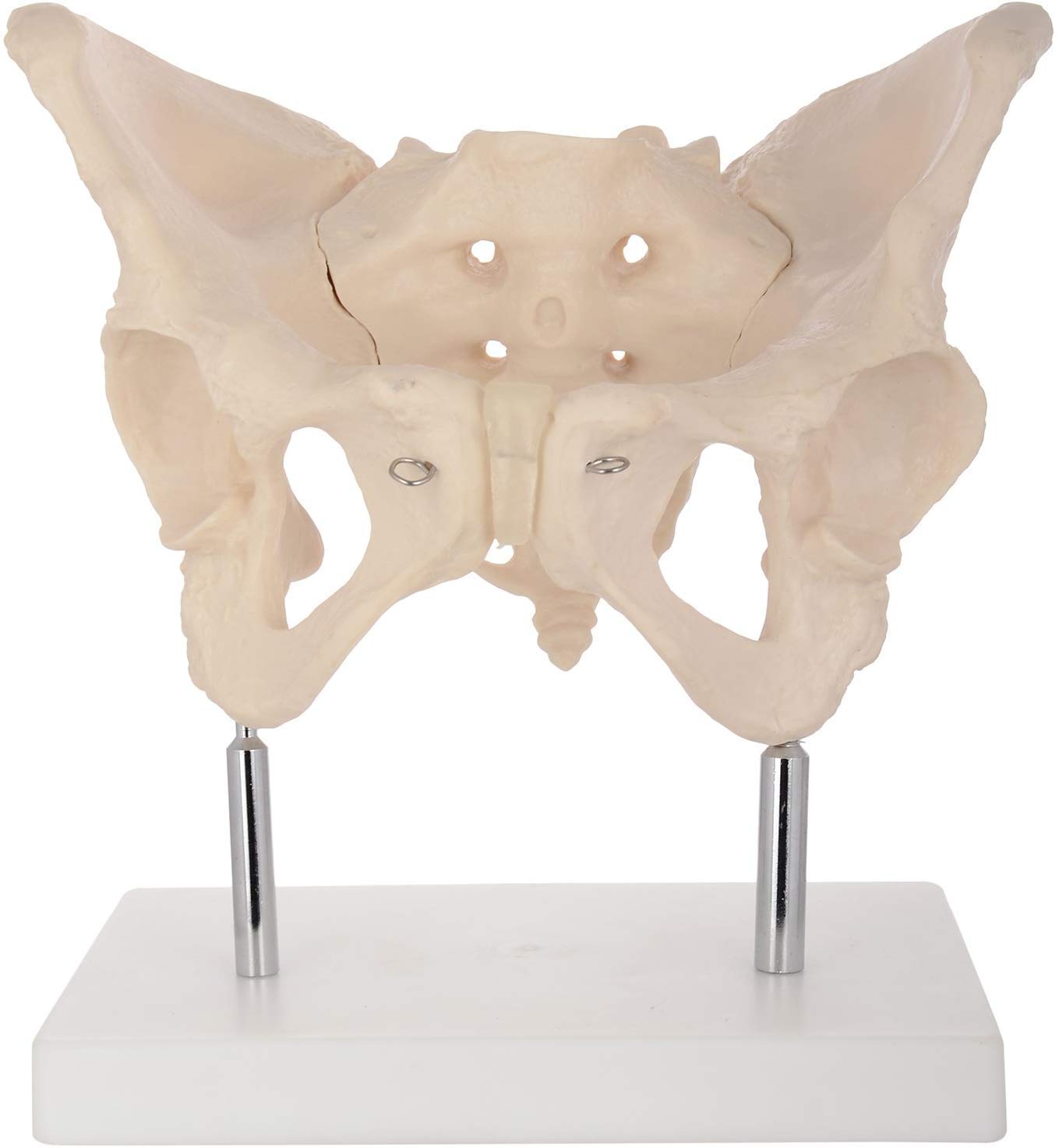 Adult Female Pelvis Model