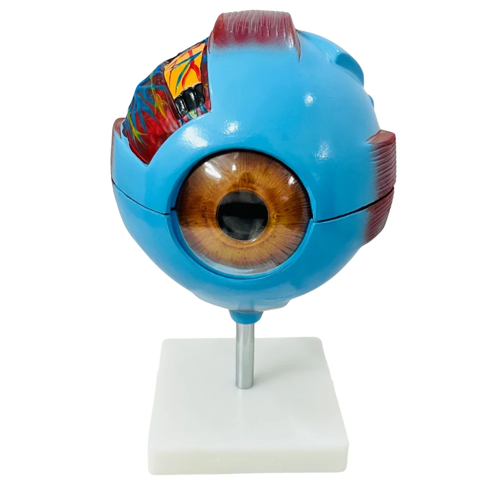 PVC Eye Model