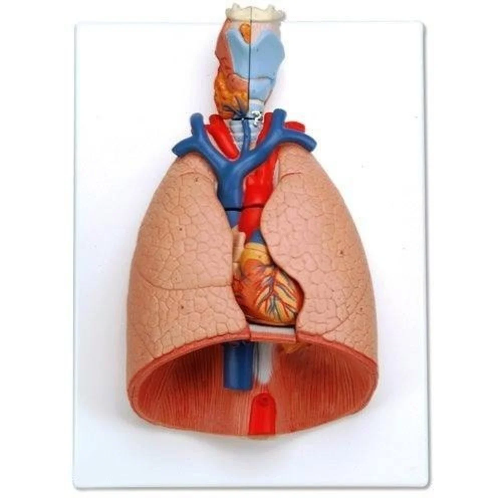 Larynx Heart And Lungs Model