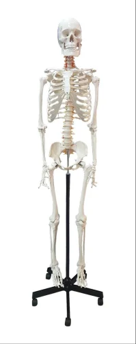 Human Skeleton Life Size 180 Cms