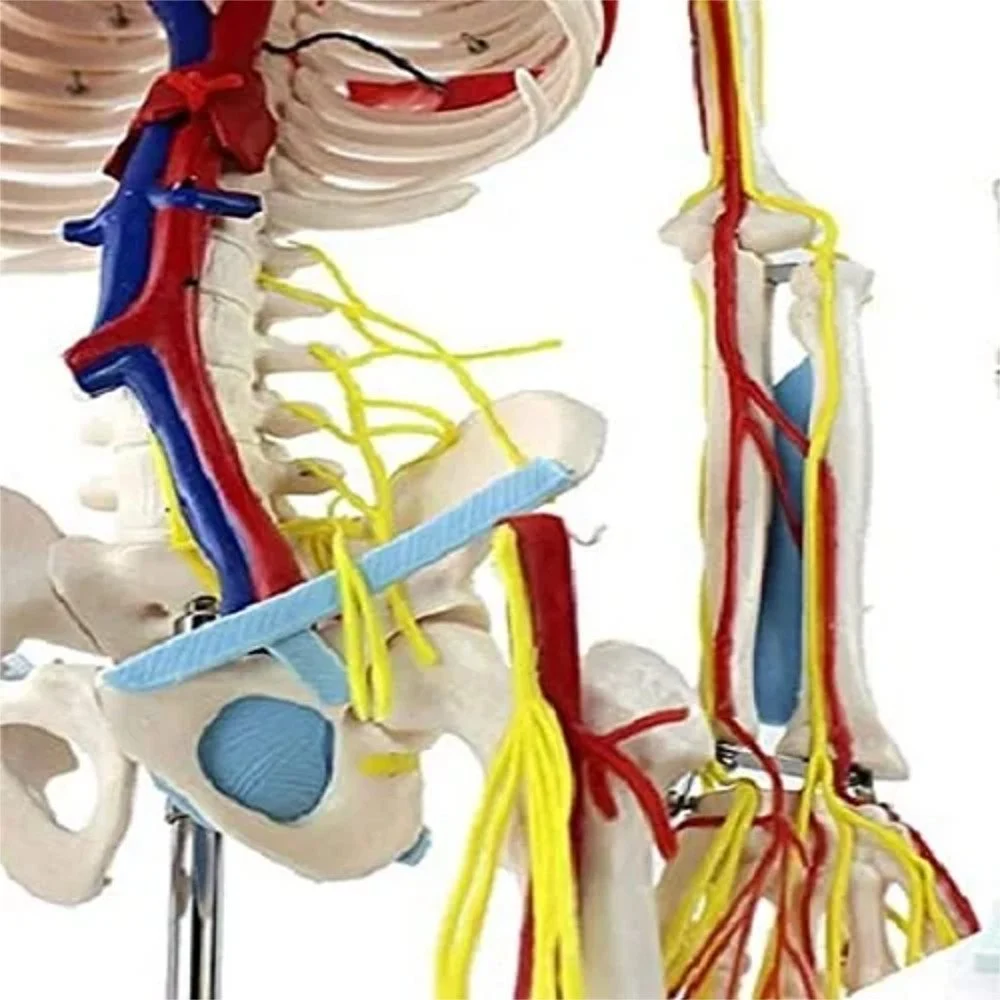 Human Skeleton Model with Nerves and Blood Vessels