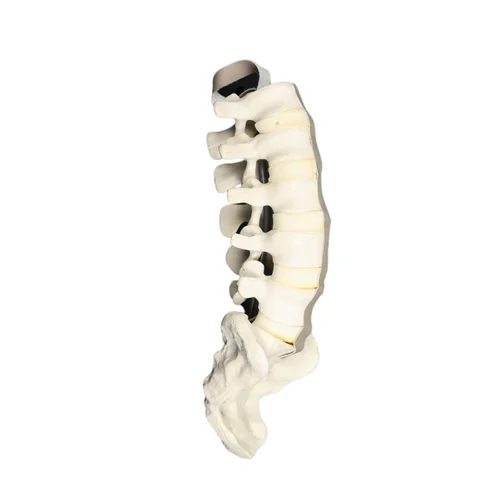 Spine Lumbar Sacrum Model